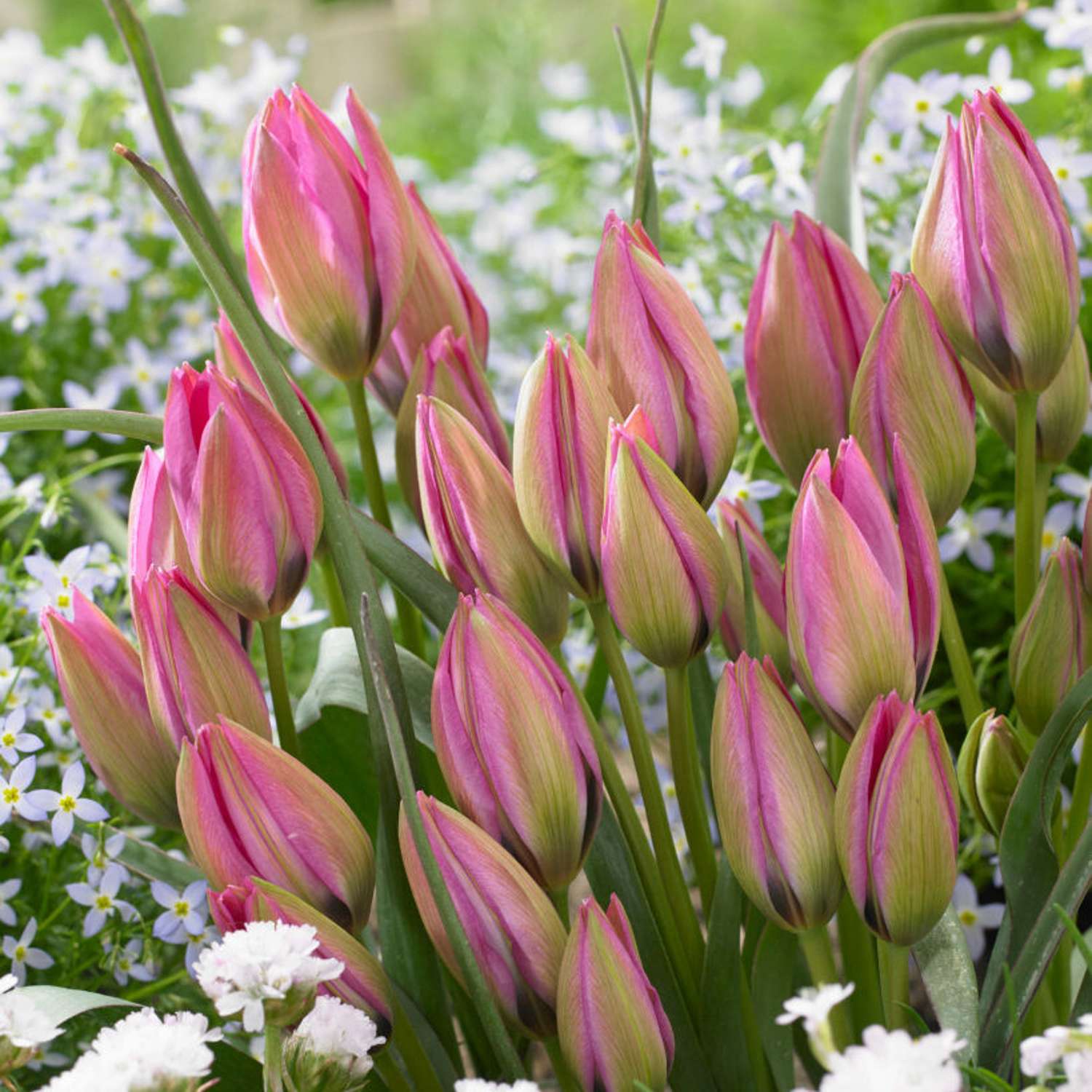 Botanisk Tulipan 'Norah'